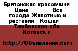 Британские красавчики › Цена ­ 35 000 - Все города Животные и растения » Кошки   . Тамбовская обл.,Котовск г.